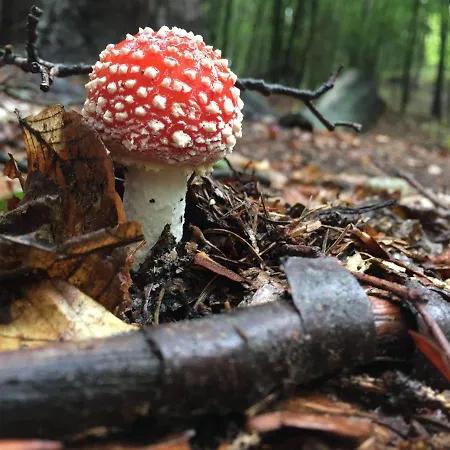 Apartament Verlegerhaus Seiffen